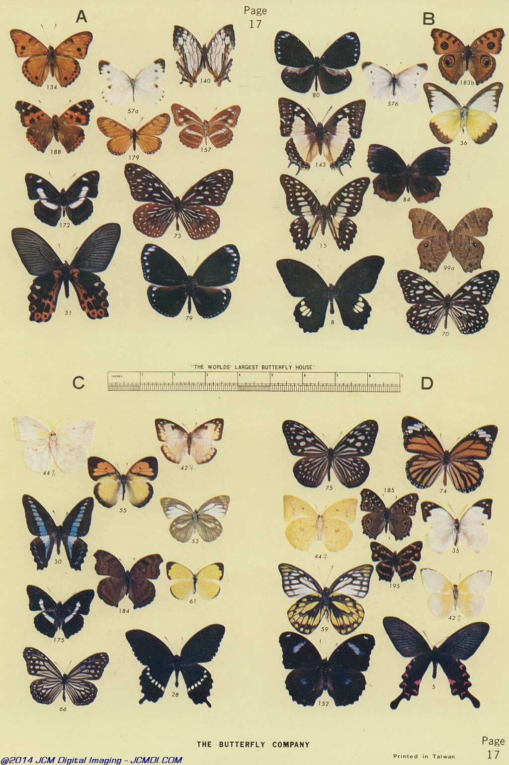 The Butterfly Company (NY) 18 page catalog 1976